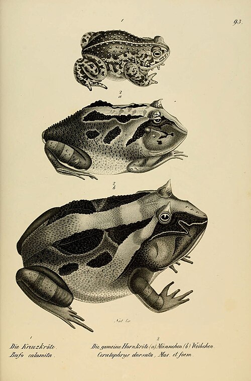Crapaud calamite