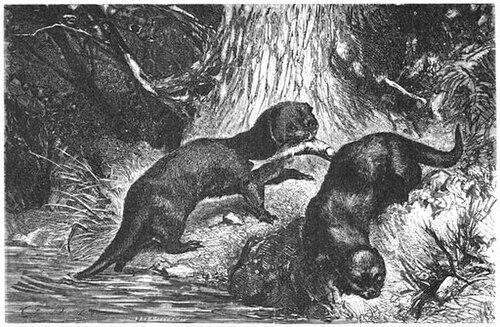 Loutre d'Europe