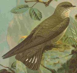 Hirondelle de rochers