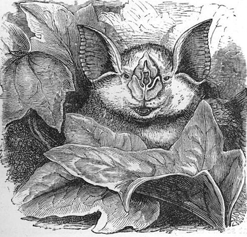 Grand rhinolophe